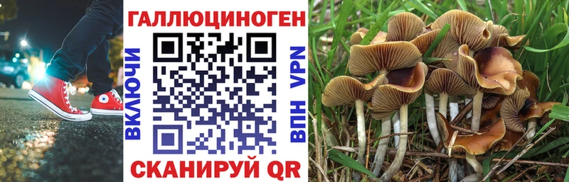 где можно купить   Велиж  Галлюциногенные грибы Psilocybine cubensis 